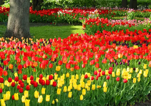 Andere kleur tulpen — Stockfoto