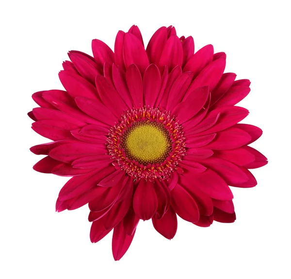 Głowa kwiat czerwony gerbera — Zdjęcie stockowe