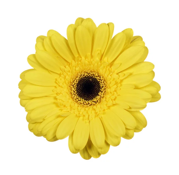 Krásná žlutá gerbera — Stock fotografie