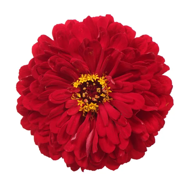 赤い百日草の花 — ストック写真