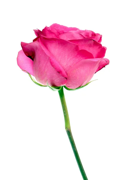 Rosa Rosenblüte — Stockfoto