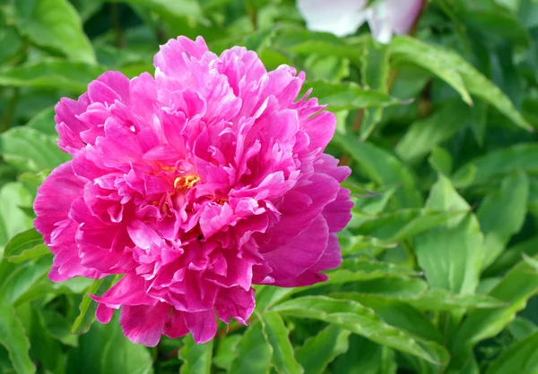 Rosa Pfingstrose — Stockfoto