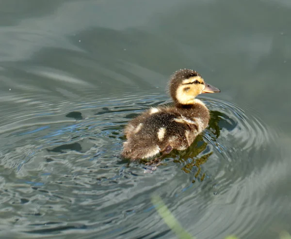 Entchenschwimmen — Stockfoto