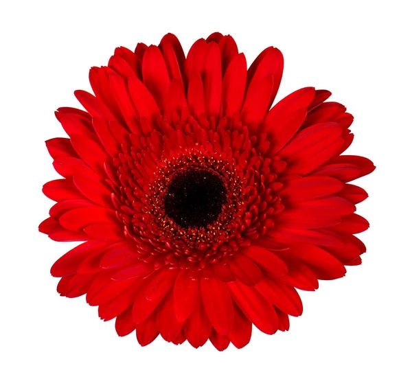 Indah merah gerbera flowe — Stok Foto