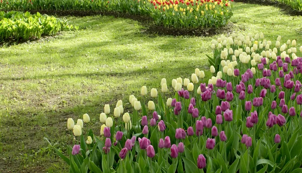 Amarelo e rosa tulipas canteiro de flores — Fotografia de Stock