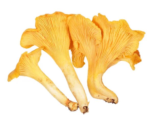 Fresh golden chanterelle mushrooms — Stock Photo, Image