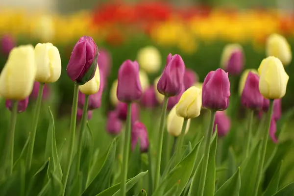 Colorido rosa e amarelo tulipas canteiro de flores — Fotografia de Stock