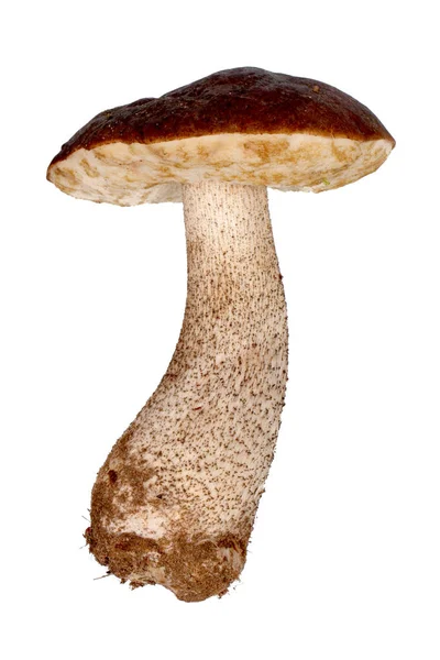 Brown cap boletus — Stock Photo, Image