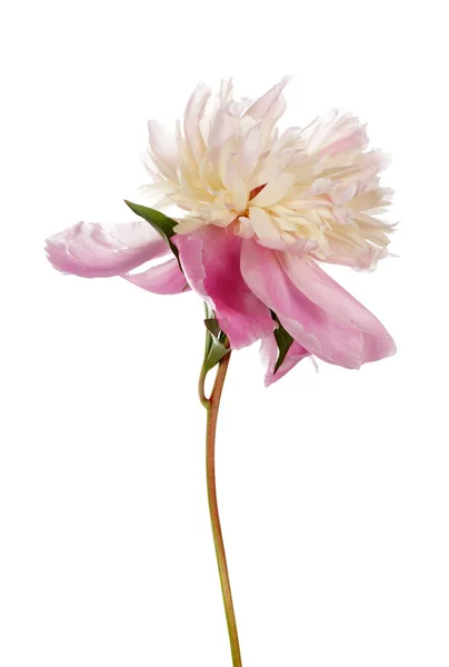 Pink peony flower — Stock Photo, Image