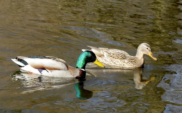 Couple of wild ducks — Stock Photo, Image
