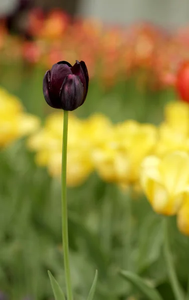 Primavera tulipán negro flor — Foto de Stock