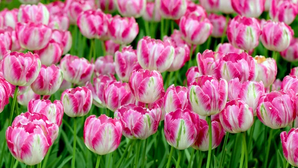 Барвисті бузкові тюльпани клумба — стокове фото