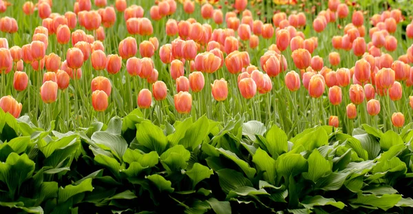 Vörös tulipán virágágyásba — Stock Fotó
