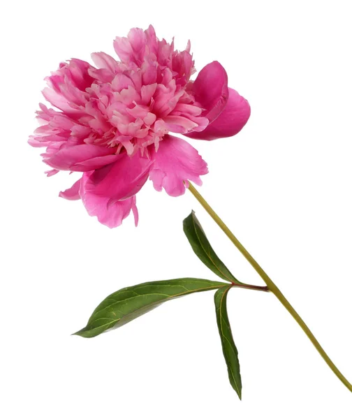 Pink peony flower — Stock Photo, Image