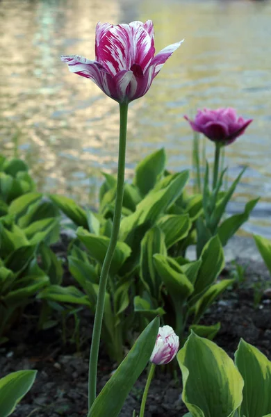 Motley рожевий тюльпан — стокове фото