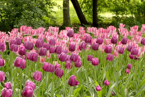 Lilás colorido e tulipas rosadas canteiro de flores — Fotografia de Stock