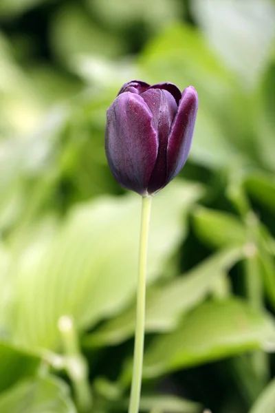 Jarní černá tulipánová květina — Stock fotografie