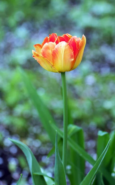 Lente rood tulip — Stockfoto