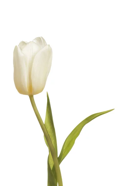 Flori de lalele albe — Fotografie, imagine de stoc