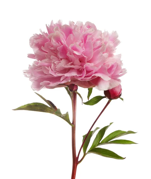 Pink peony flower with buttons — Stock Photo, Image