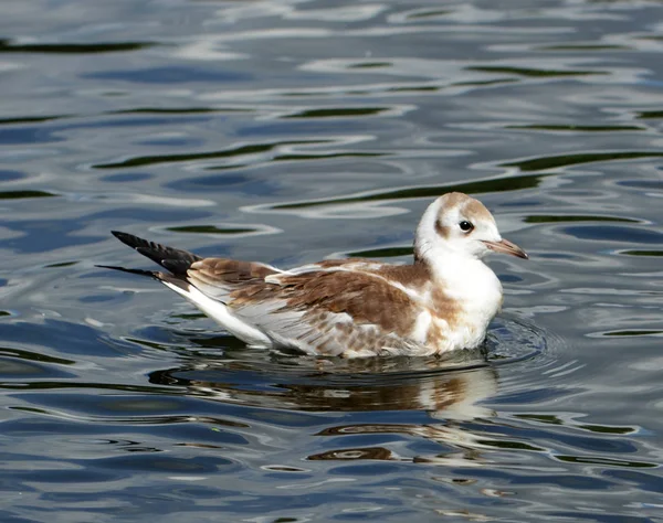 Gaviota nadando — Foto de Stock