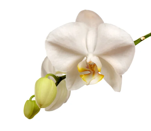 Hermosas flores de orquídea blanca con botones — Foto de Stock