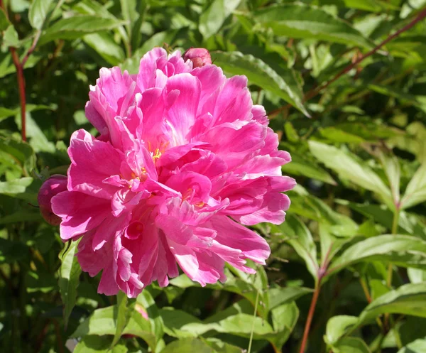 Roze pioen — Stockfoto