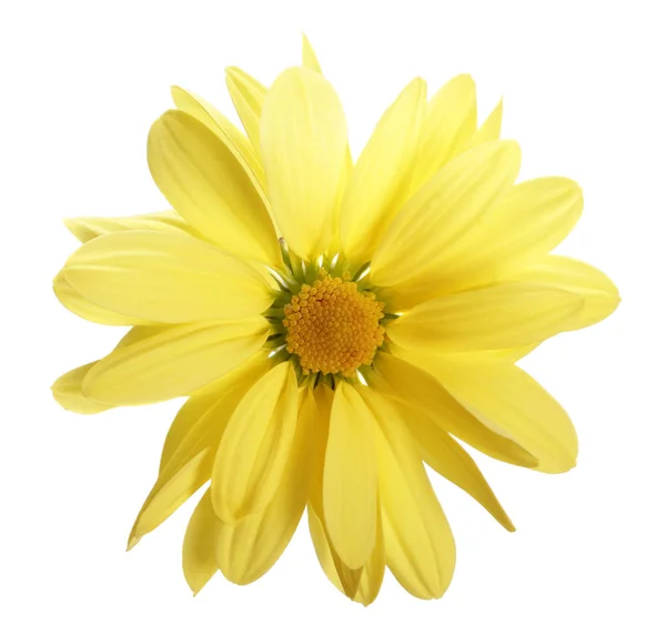 Kuning daisy — Stok Foto