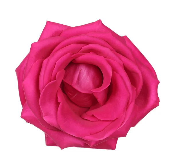 Róża różowa — Zdjęcie stockowe