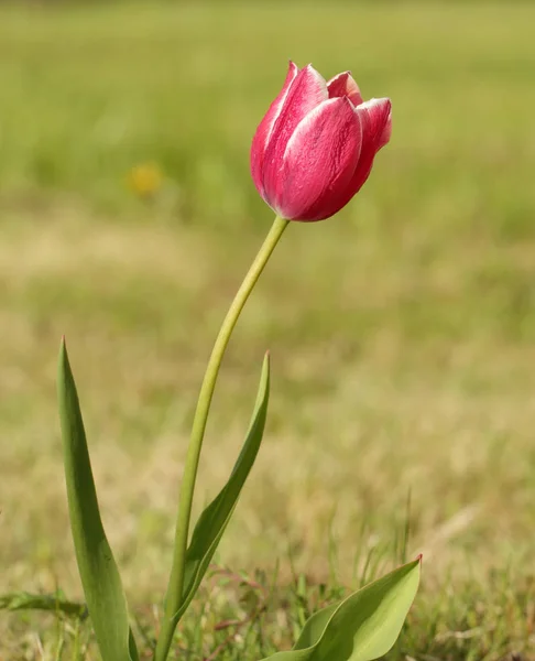 Tulipano rosa primavera — Foto Stock