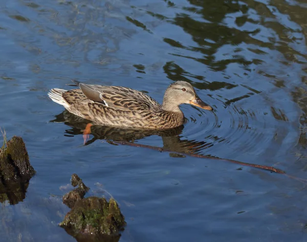 Pato hembra salvaje — Foto de Stock