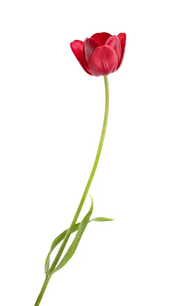 Flor de tulipán de Borgoña — Foto de Stock