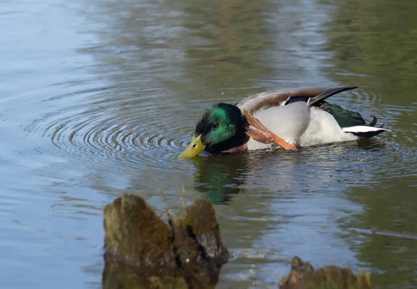 Male mallard duck prinking — Stock Photo, Image