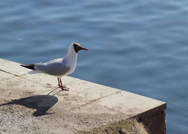 Gaivota — Fotografia de Stock