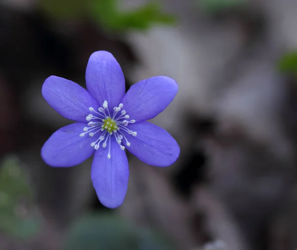 Bucaneve (Hepatica nobilis ) — Foto Stock