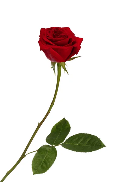 Red rose — Stock Photo, Image