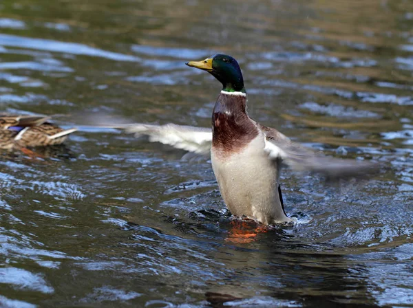 Erpel steigt auf — Stockfoto