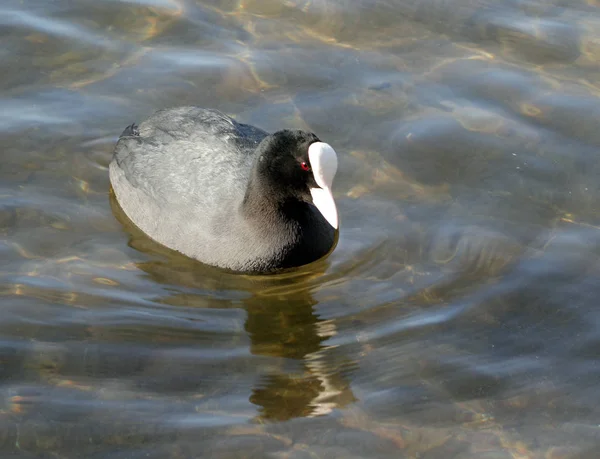 Cozinhe (fulica atra) — Fotografia de Stock