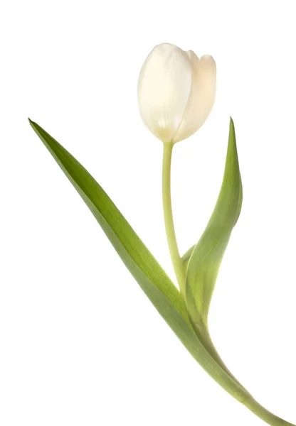 Fleur de tulipe blanche — Photo