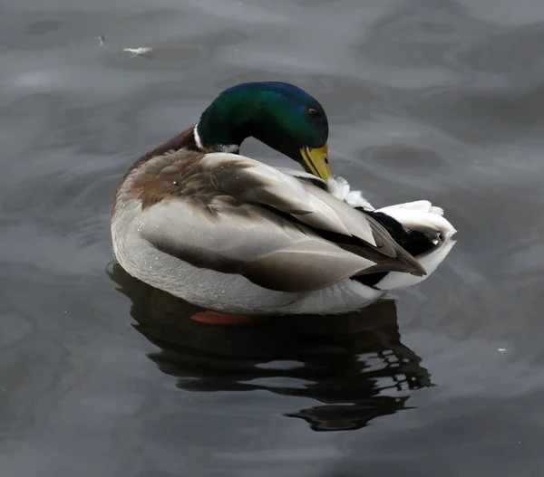 Rociado de pato macho mallard — Foto de Stock