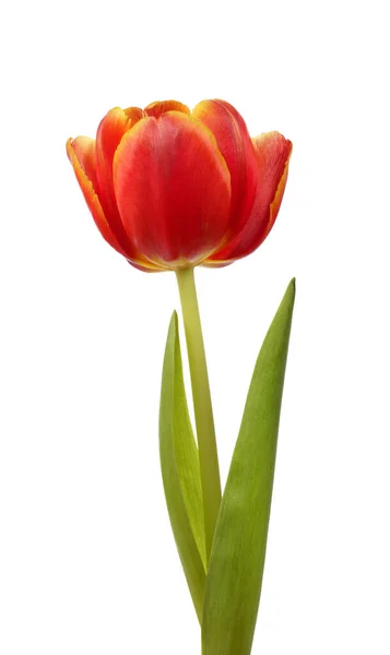 Flor roja del tulipán — Foto de Stock
