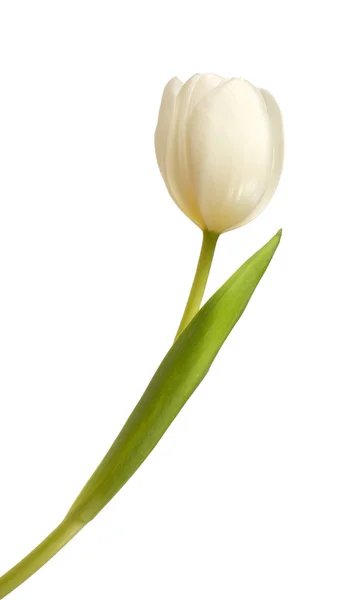 Fleur de tulipe blanche — Photo