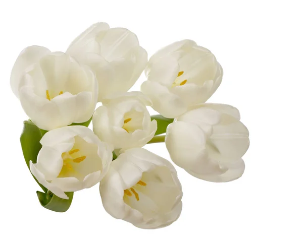 Ramo de flores de tulipán blanco — Foto de Stock