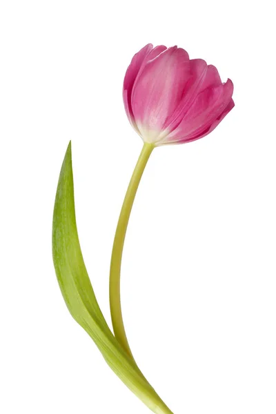 Tulipe rose fleur — Photo