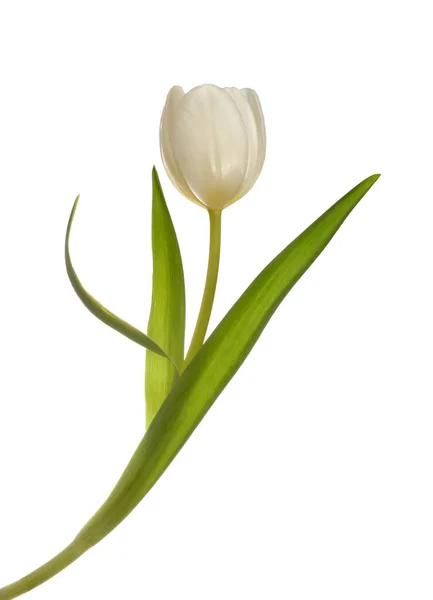 白いチューリップの花 — ストック写真