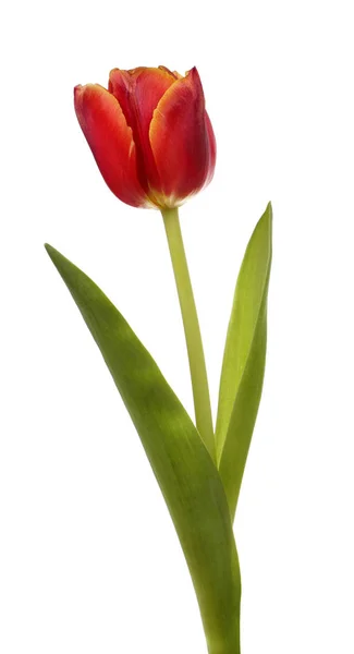 Flor roja del tulipán — Foto de Stock