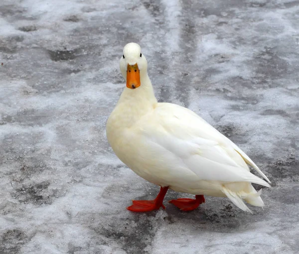 Albino-Stockente — Stockfoto