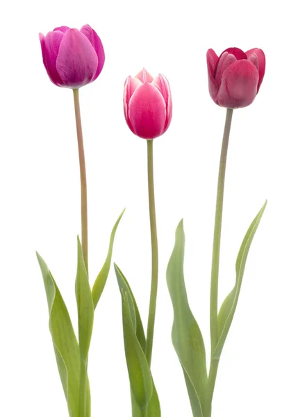 Trois fleurs de tulipes — Photo