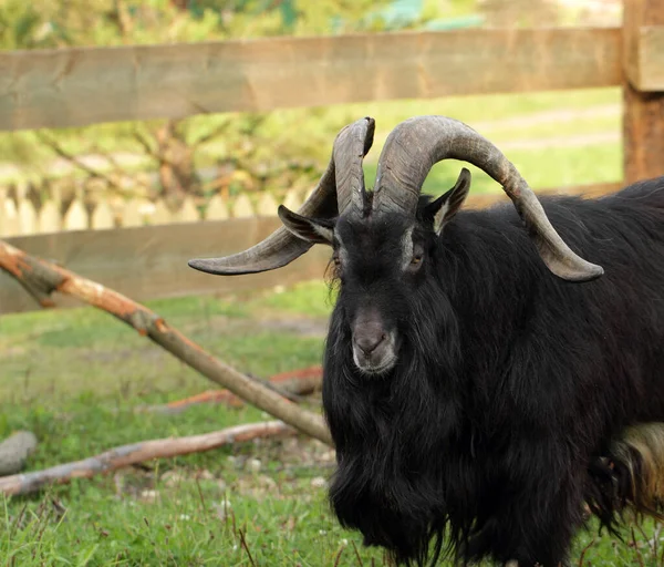 Schwarze langhaarige männliche Ziege Stockbild