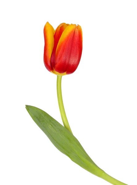 Schöne rote und gelbe Tulpe Stockbild